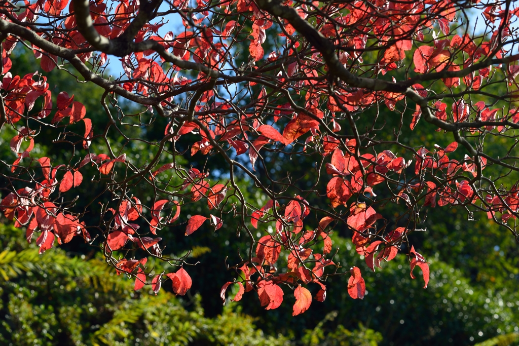 RED in Autumn