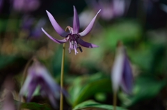 可憐な花カタクリ#2