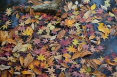 水面紅葉