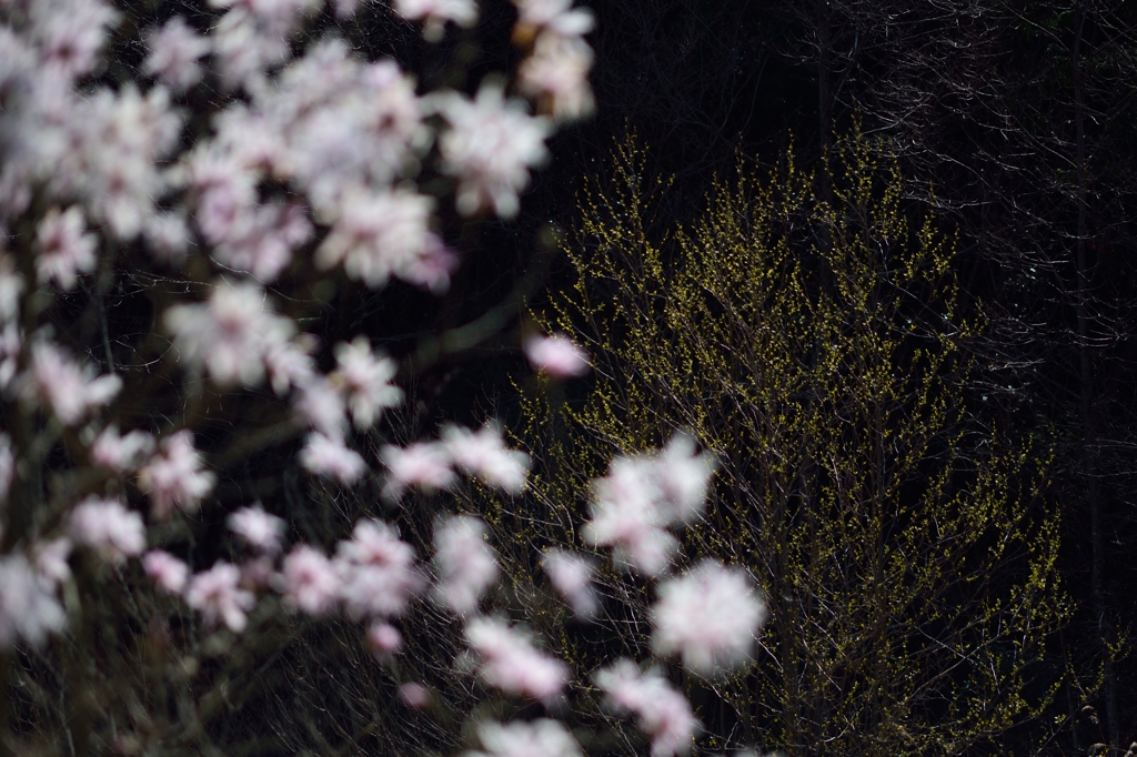 芽吹き