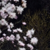 芽吹き