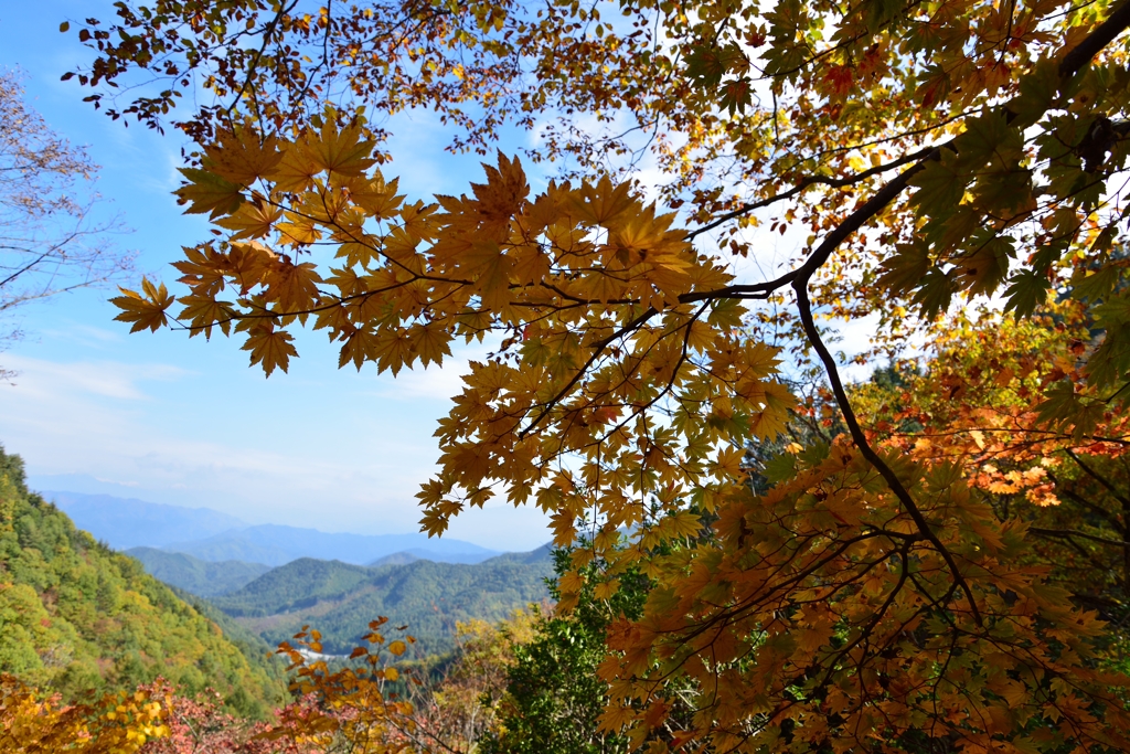 紅葉狩り