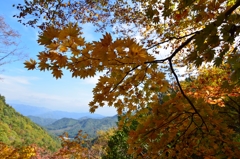 紅葉狩り