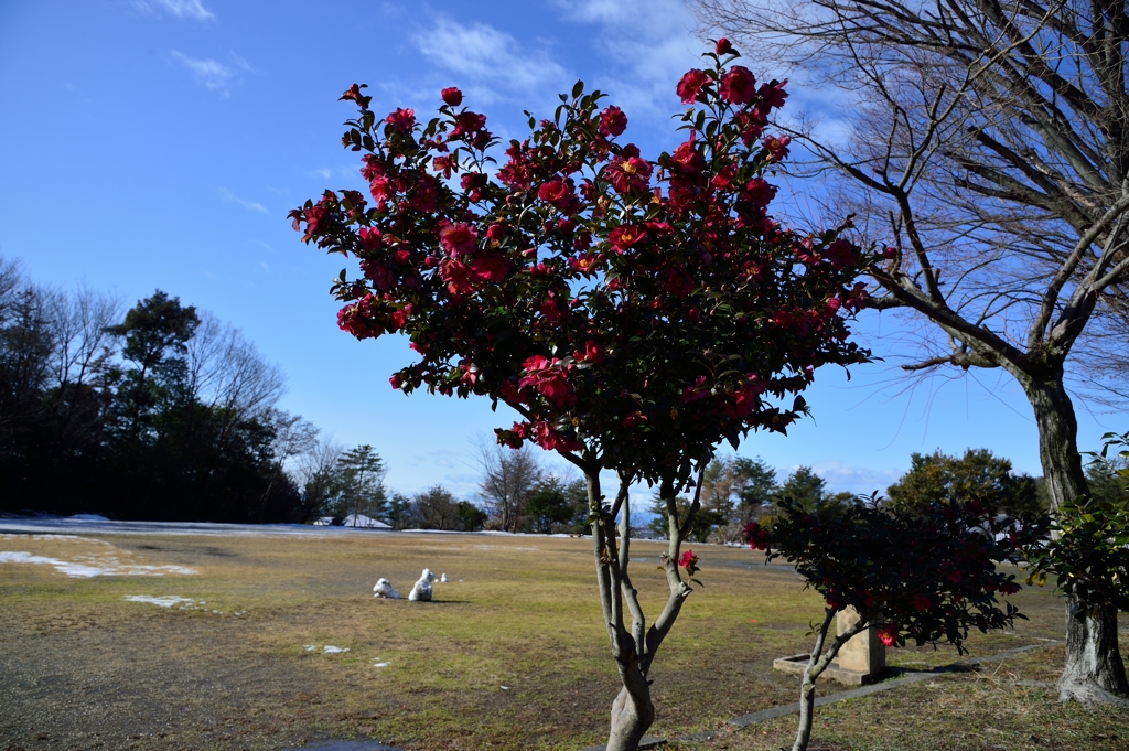 公園の山茶花