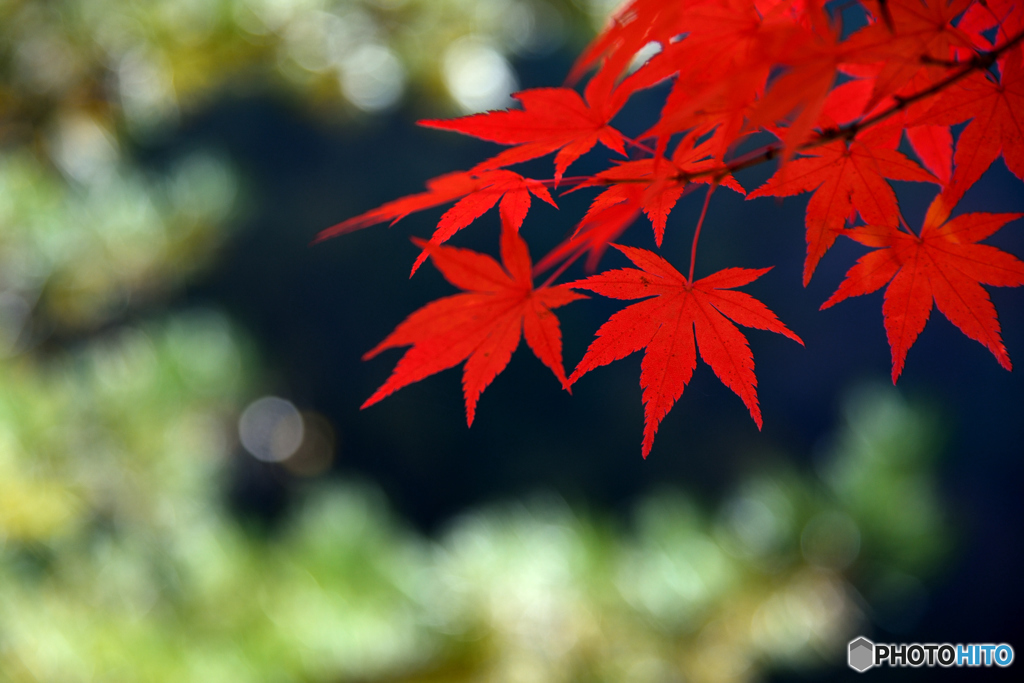 紅葉