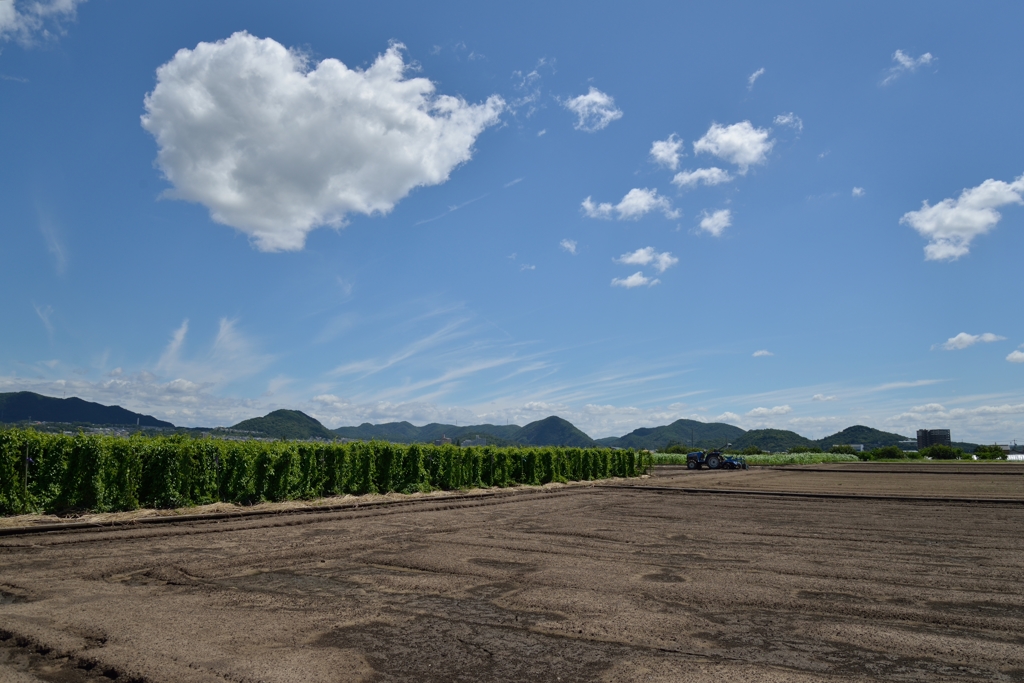 真夏の田園風景