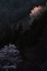 桜の情景