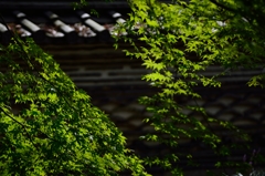 紅葉まで待てない