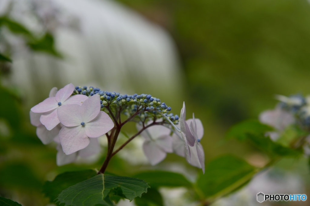 紫陽花の季節