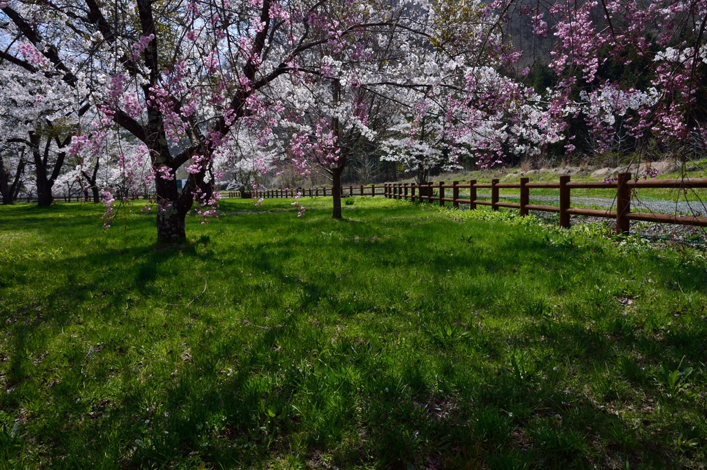 高原の桜