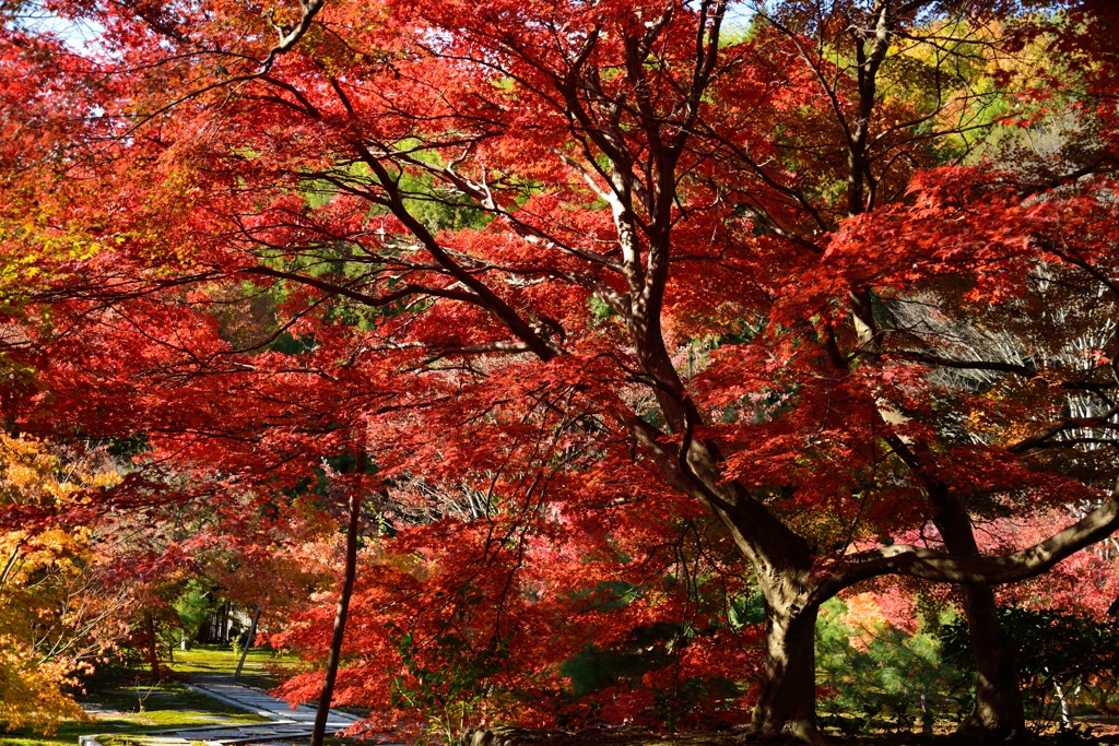 熟年紅葉