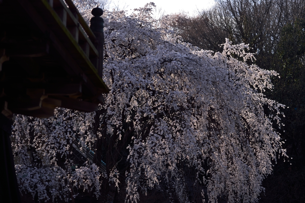 枝垂桜満開