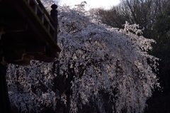 枝垂桜満開