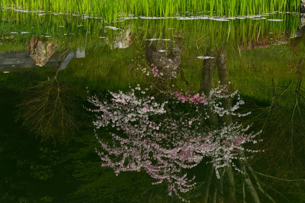 大智寺のはなもも