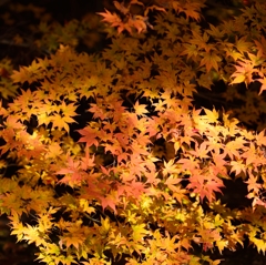 紅葉模様