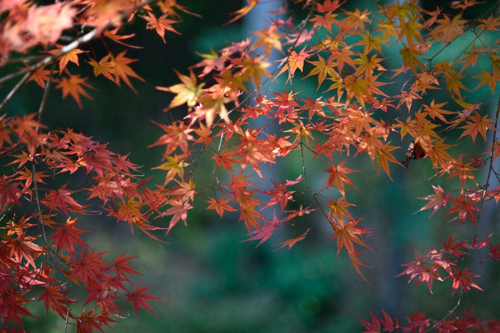 紅葉狩り