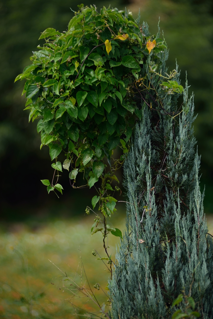 Green Object