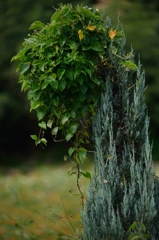Green Object