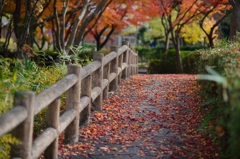 晩秋の散歩道