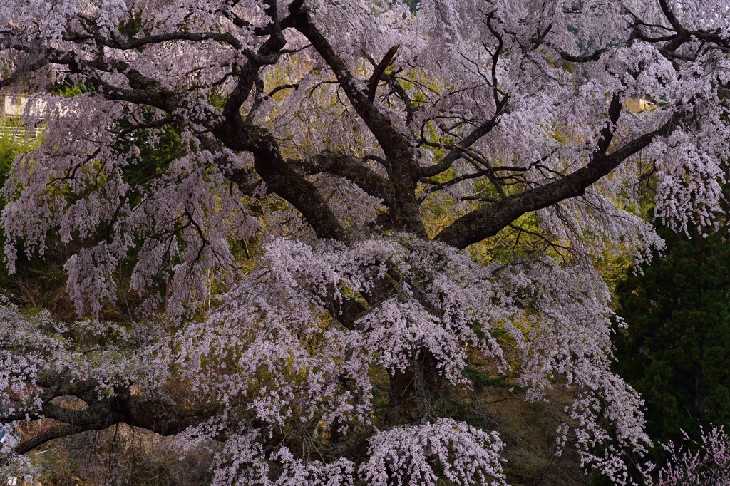 黒船桜