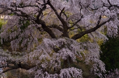 黒船桜
