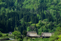 新緑の白川郷