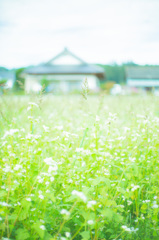 蕎麦の花