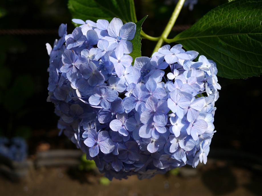 ハートっぽい...♡