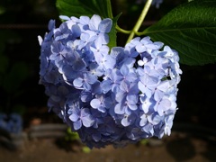ハートっぽい...♡