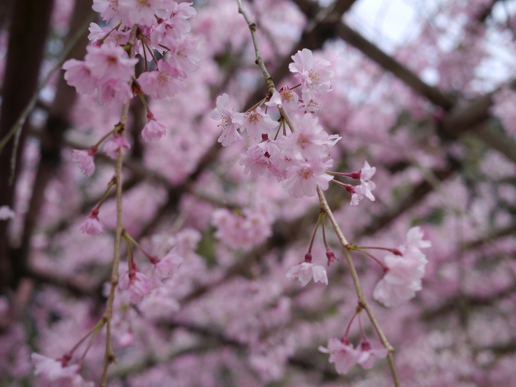 風流桜