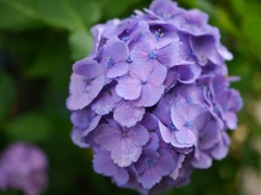 紫色の紫陽花
