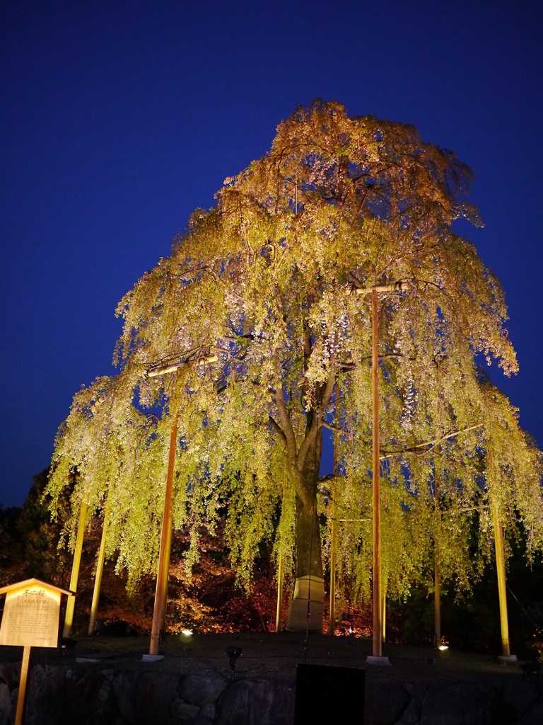 不二桜