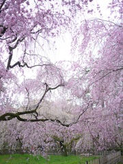 近衛邸跡のしだれ桜