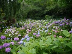 一面の紫陽花