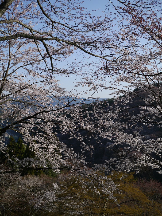 吉野山