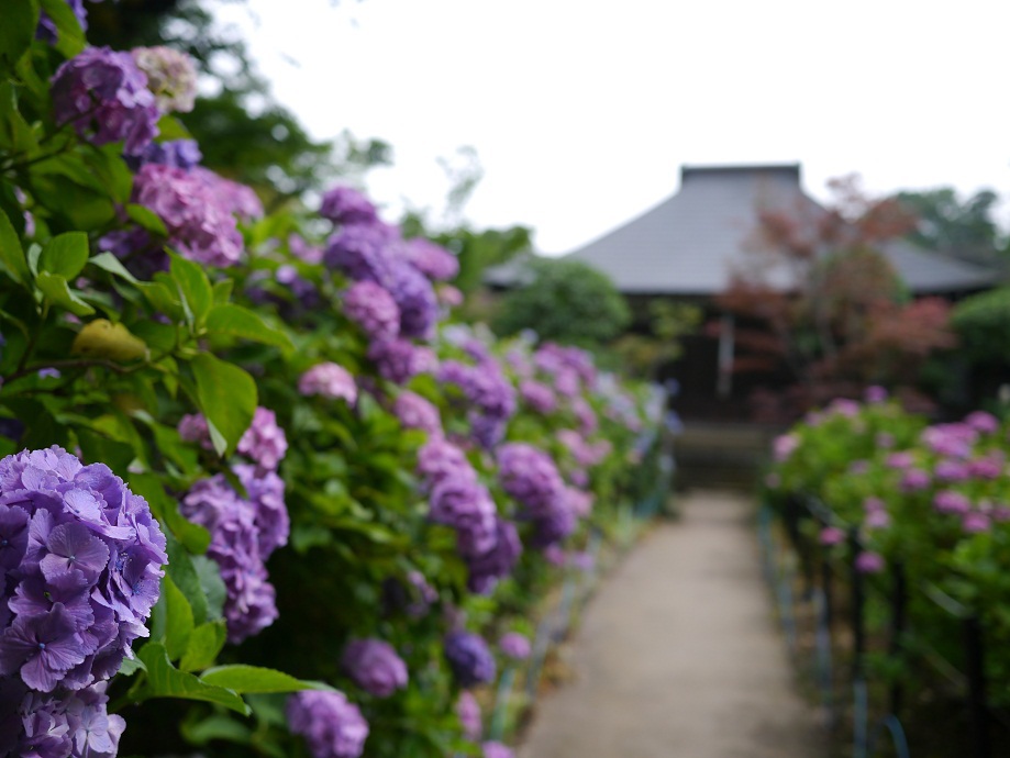 明朗堂への小道