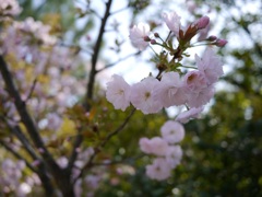 神社のさくら