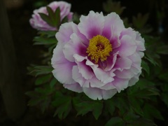 百花の王