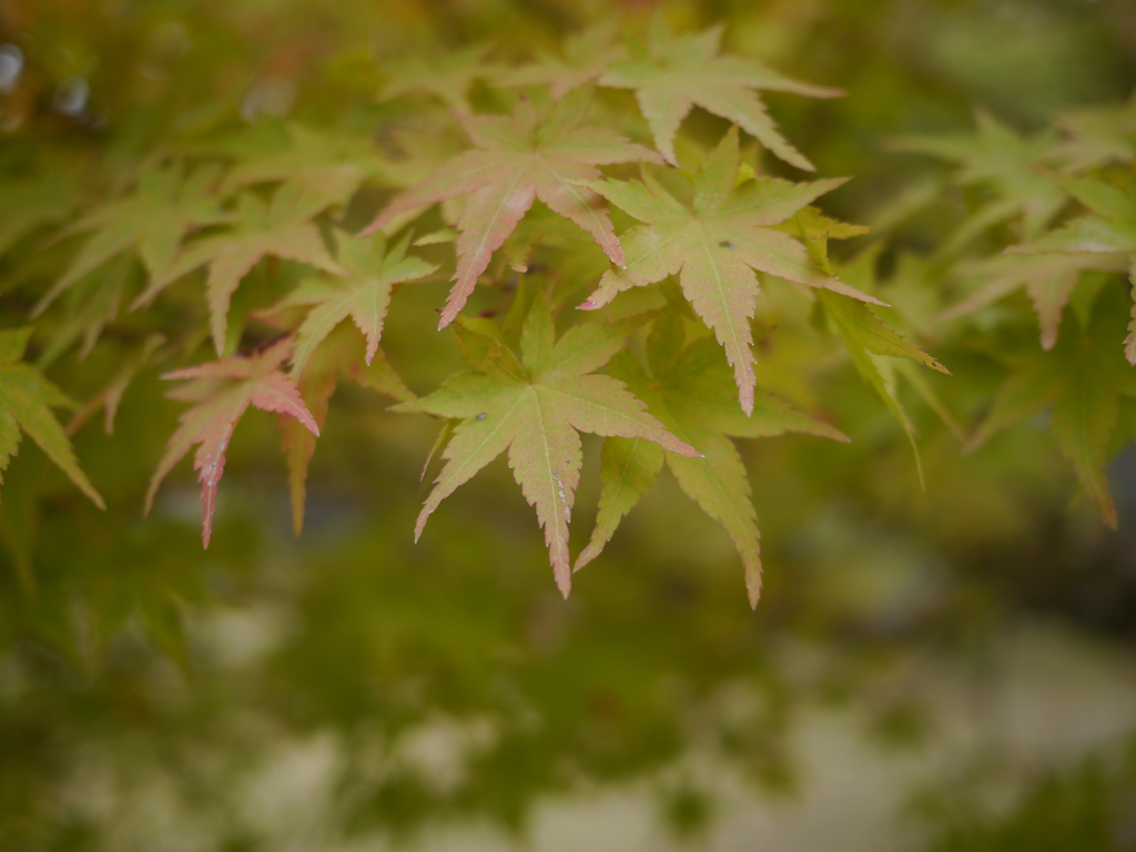 二条城庭園