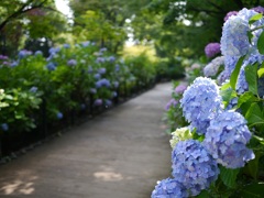 紫陽花小道
