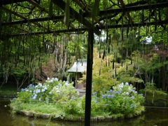 弁天堂の紫陽花