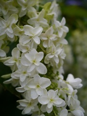 かしわば紫陽花