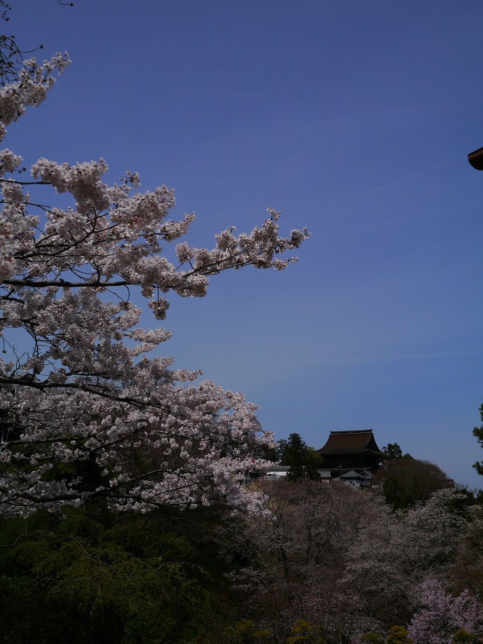 吉水神社から見上げる