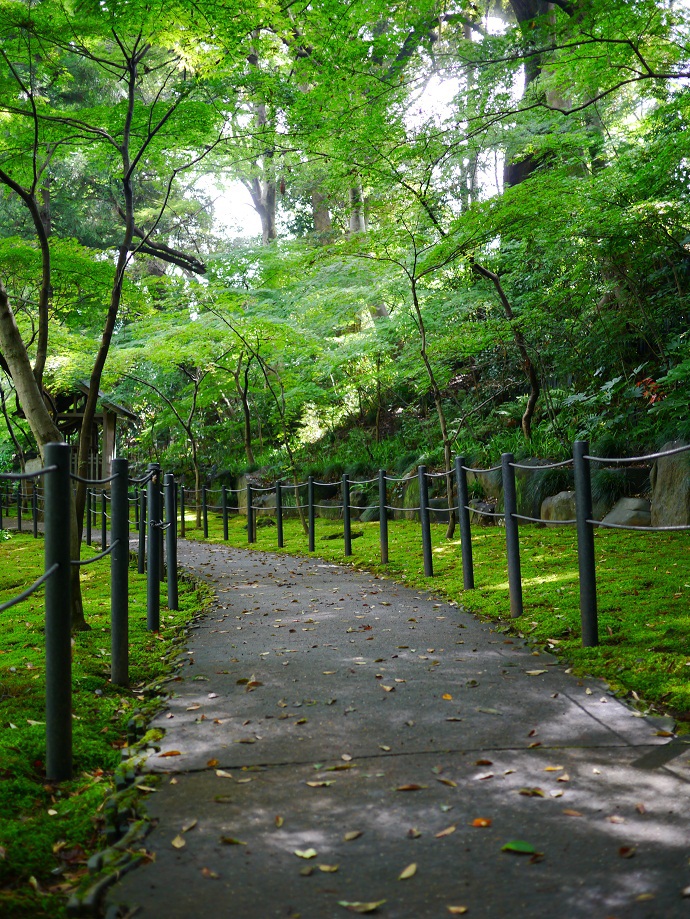 山道のみどり