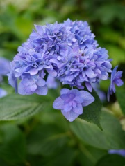 小さな花びらがいっぱい