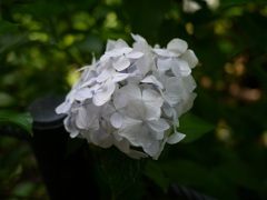 白い紫陽花も