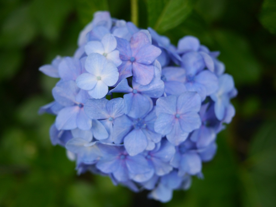 青い紫陽花5