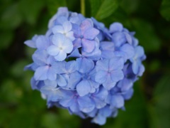 青い紫陽花5