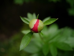 赤の蕾