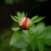 赤の蕾